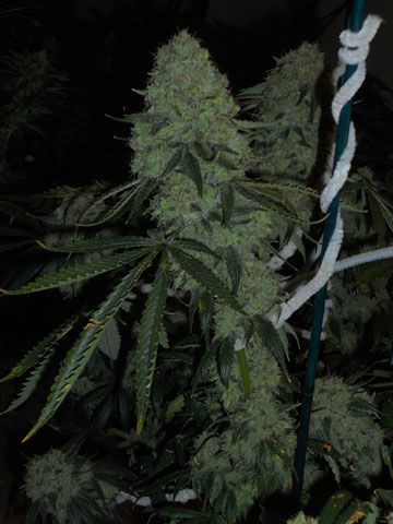 Cali Connection Deadhead OG Feminised Seeds