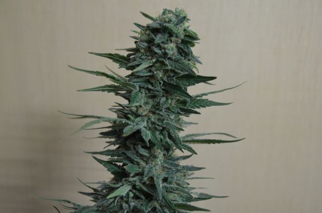 Kalashnikov Seeds Kubanskiy Ubiyza Feminised Seeds