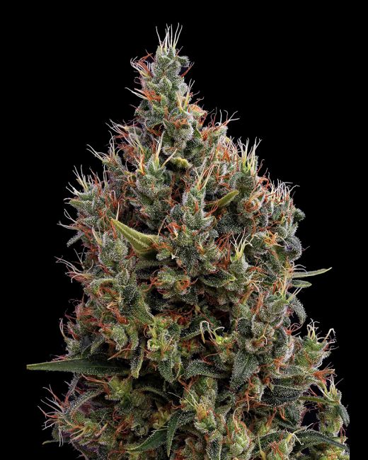 Greenhouse Seed Co. Big Bang AUTOFLOWERING Feminised Seeds