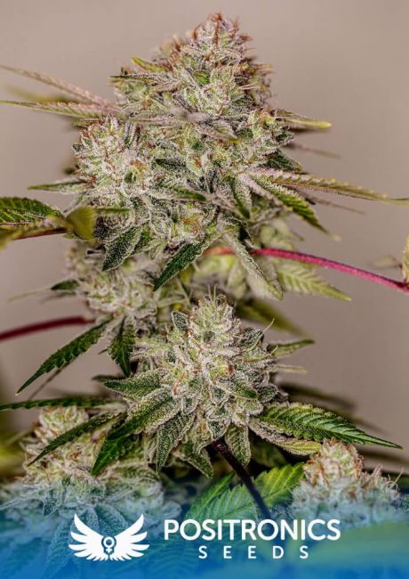 Positronic Seeds Sticky Dream Feminised Seeds