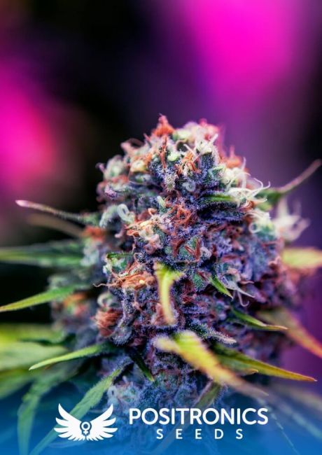 Positronic Seeds Black Widow CBD Feminised Seeds