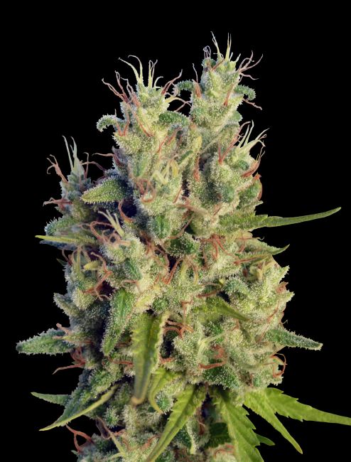 Ace Seeds Super Malawi Haze Regular Seeds