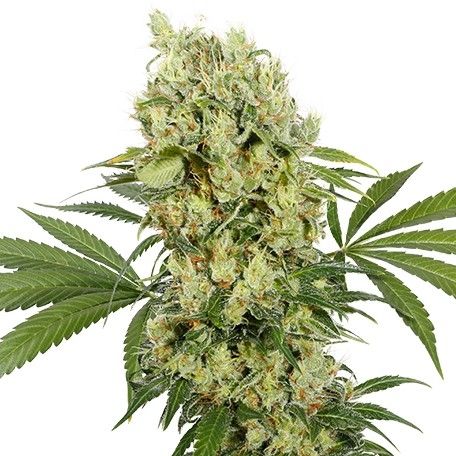 Buddha Seeds Medikit CBD Feminised Seeds