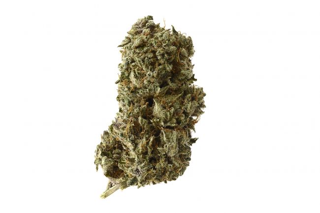 Amsterdam Genetics Kosher Tangie Kush Feminised Seeds