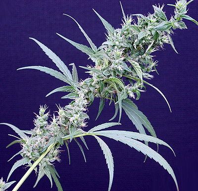 Mr Nice Seedbank Neville's Haze x Mango Regular Seeds