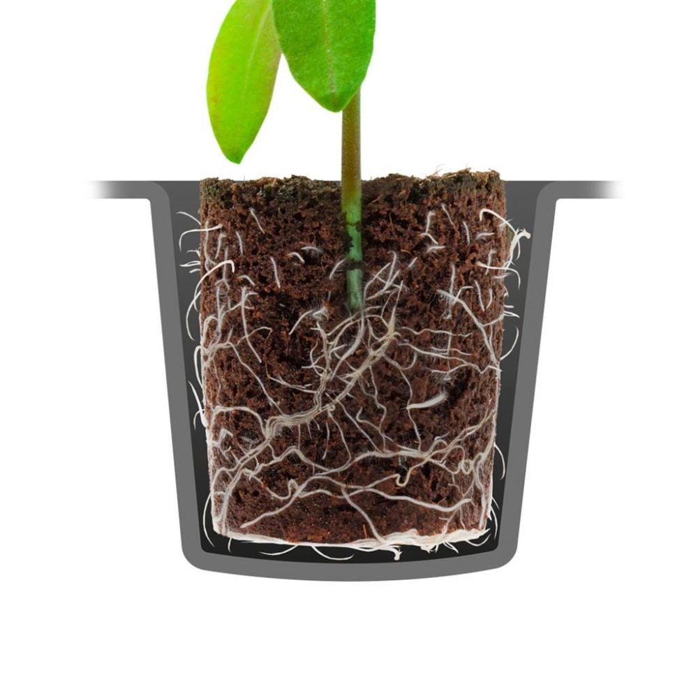 Root!t Dry Peat Free 60 Cell Filled Tray mit Pflanzgefäß, 52x30x4 cm