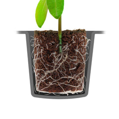 Root!t Dry Peat Free 60 Cell Filled Tray mit Pflanzgefäß, 52x30x4 cm