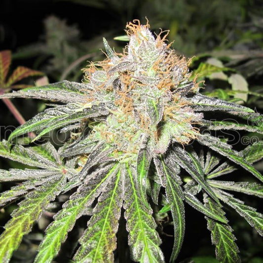 Medical Seeds Deep Neville Regular Seeds