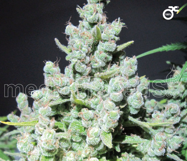 Medical Seeds Malakoff Feminised Seeds