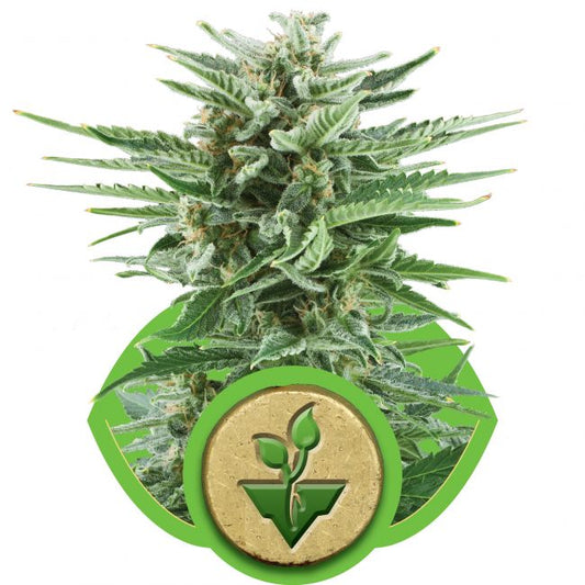 Royal Queen Seeds Easy Bud Auto Feminised Seeds