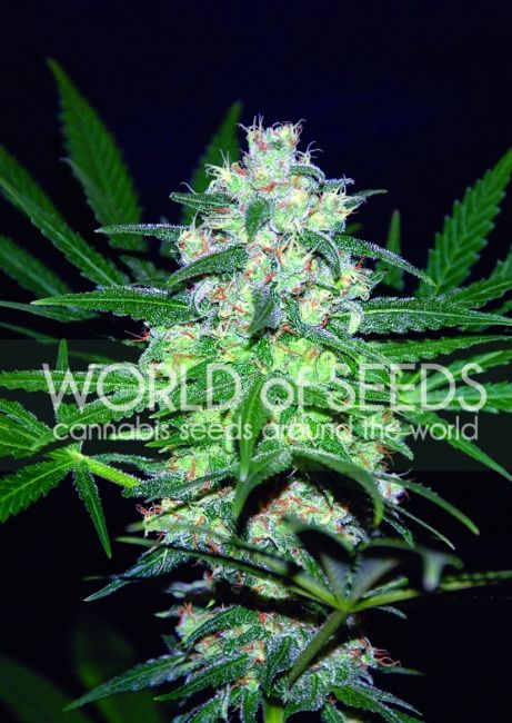 World of Seeds Pakistan Valley Feminised Seeds