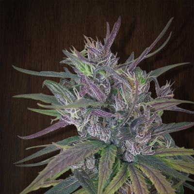 Ace Seeds Oldtimer's Haze Regular Seeds