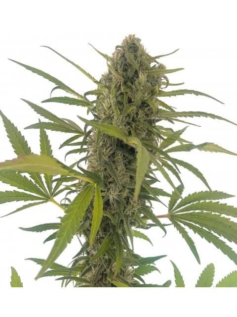 Elite Seeds Gorilla Snow Ultra CBD Feminised Seeds