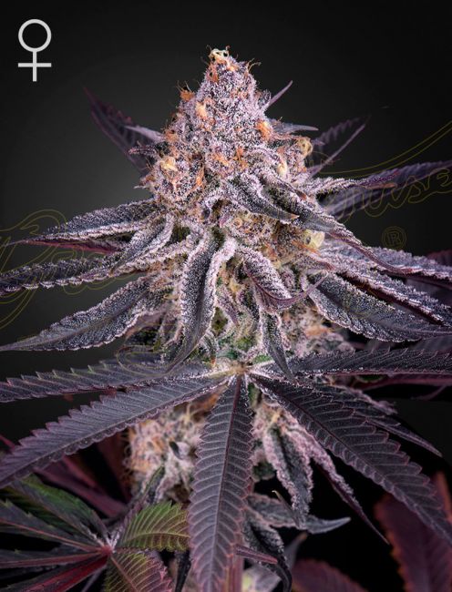 Greenhouse Seed Co. King's Juice Feminised Seeds