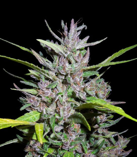 Ace Seeds Honduras x Panama Feminised Seeds