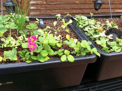 FishPlant Aquaponics Production Unit