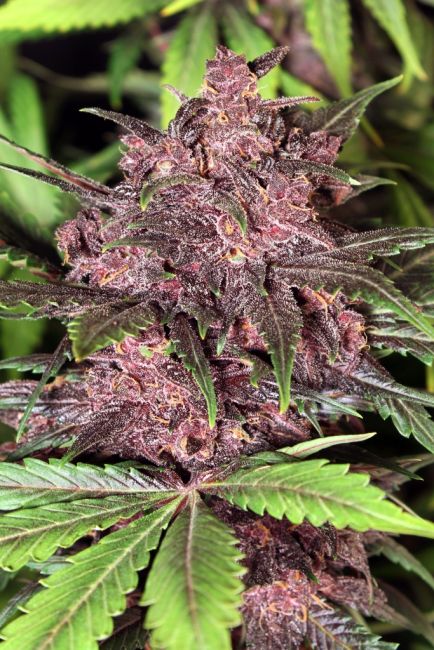 Exotic Seed Black Haze Auto Feminised Seeds