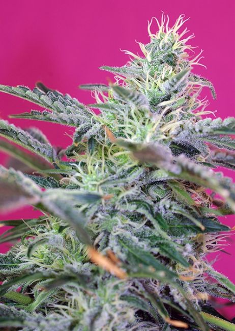 Sweet Seeds Sweet Cheese Auto Feminised Seeds