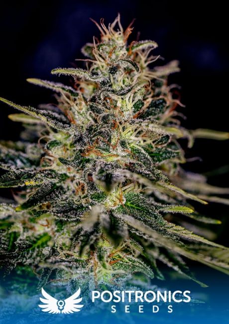 Positronic Seeds Lemon Trip Feminised Seeds