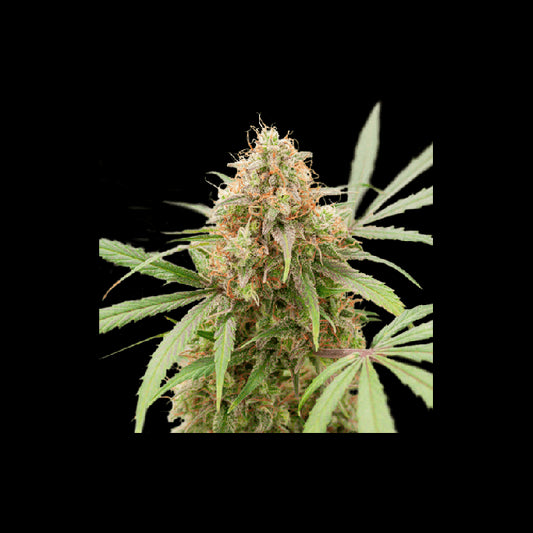 Super Sativa Seed Club AK Triple Haze Auto Feminised Seeds