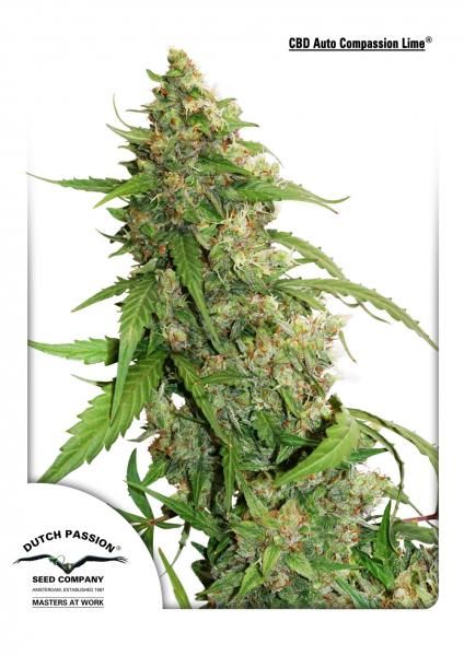 Dutch Passion Compassion Lime CBD Auto Feminised Seeds