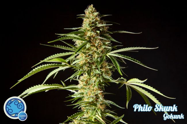 Philosopher Seeds Philo Skunk Feminised Seeds