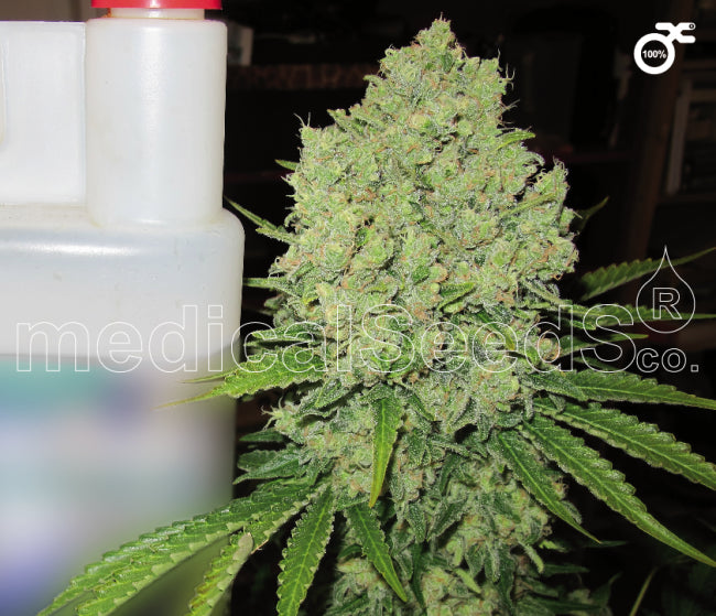 Medical Seeds Prozack Feminised Seeds