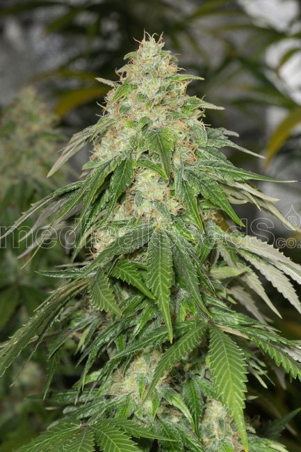 Medical Seeds Some Sweet Feminised Seeds