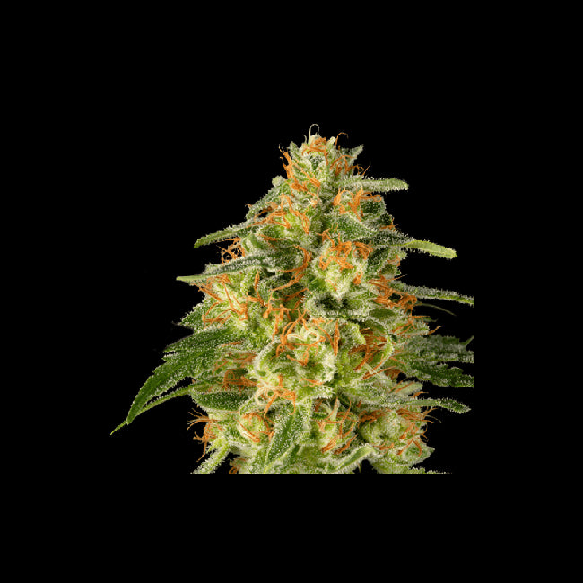 Super Sativa Seed Club TNT Trichome Feminised Seeds