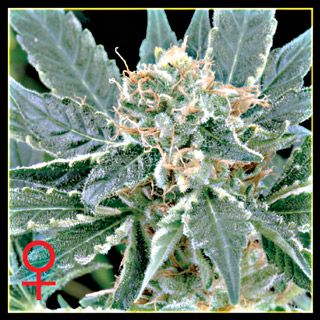 Greenhouse Seed Co. A.M.S. Feminised Seeds