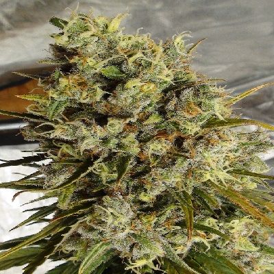 Ace Seeds C5 Haze x Kali China Feminised Seeds