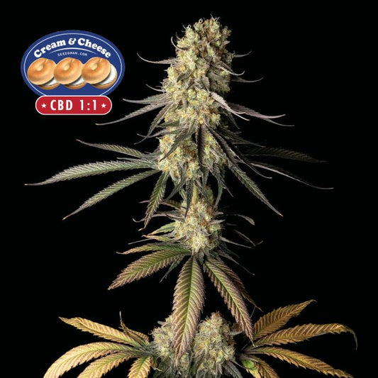 Seedsman Cream & Cheese CBD 1:1 Feminised Seeds