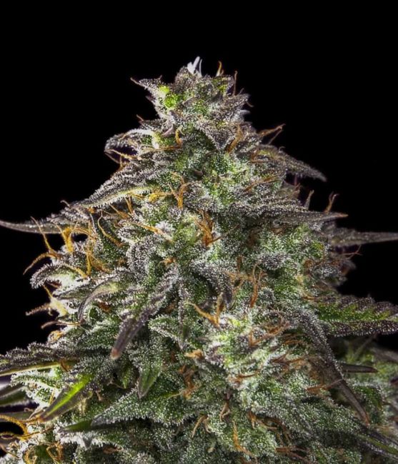 Female Seeds Blueberry Cheesecake Auto Feminised Seeds