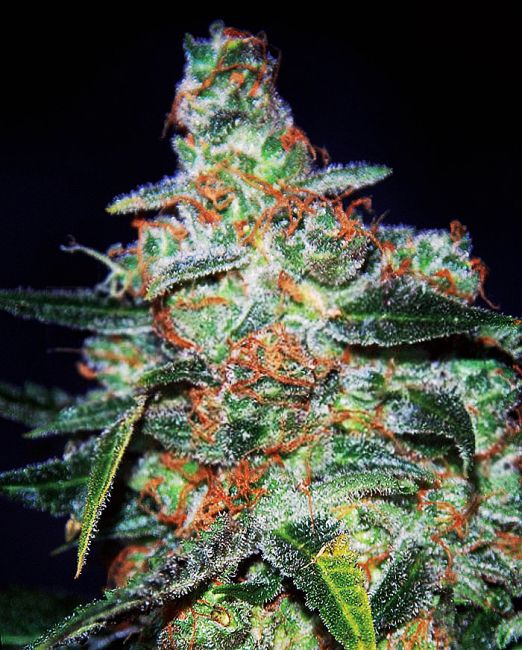 Expert Seeds Cheese Auto Feminised Seeds