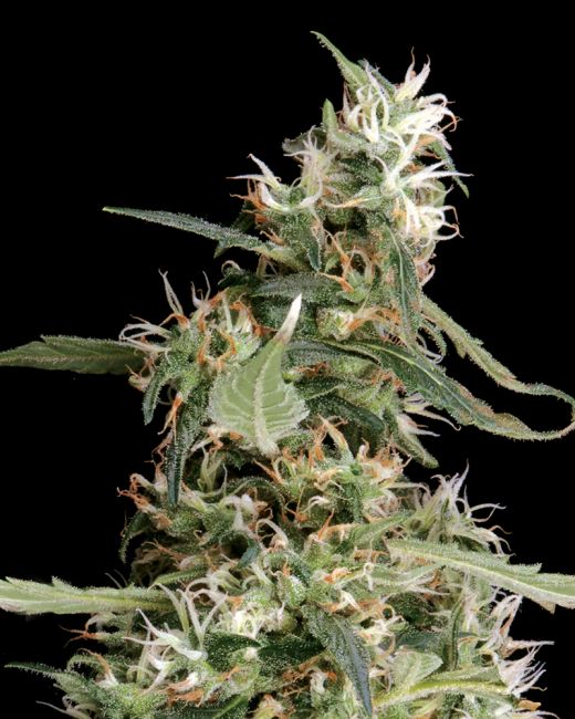 Greenhouse Seed Co. Arjan's Ultra Haze #1 Feminised Seeds