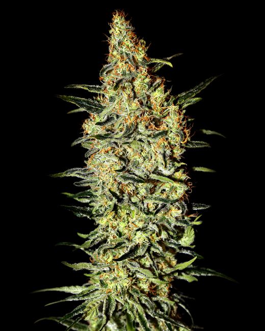 Greenhouse Seed Co. Neville's Haze Feminised Seeds