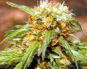 Kannabia Seeds Thai Fantasy Feminised Seeds