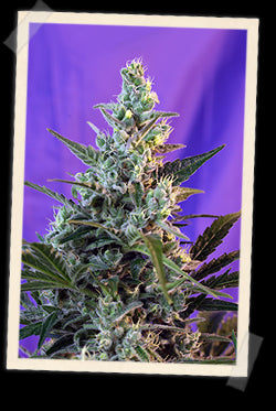 Sweet Seeds Sweet Skunk F1 FAST Version Feminised Seeds