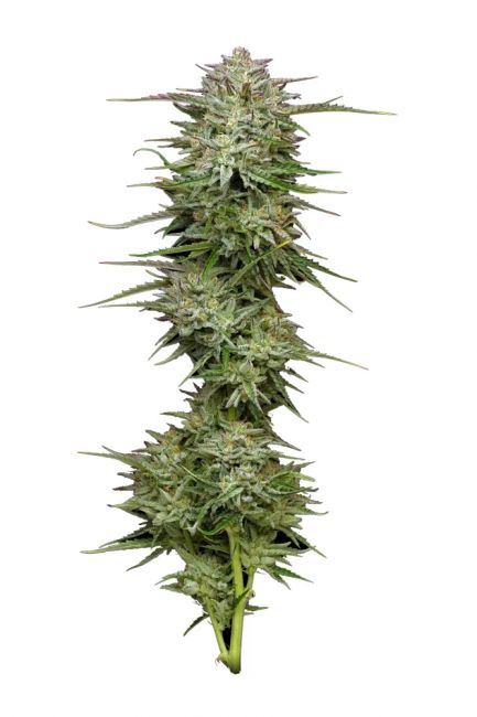 Humboldt Seed Co. Pound Town Auto Feminised Seeds