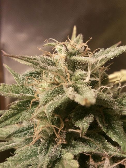 Female Seeds Bubble Auto Feminised Seeds