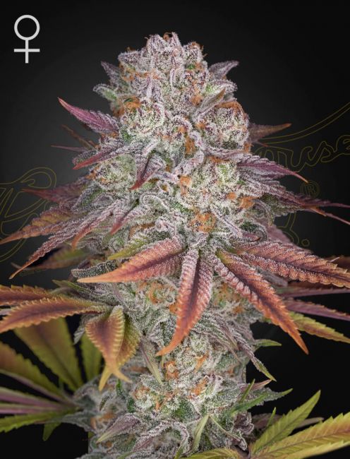 Greenhouse Seed Co. Pulp Friction Feminised Seeds