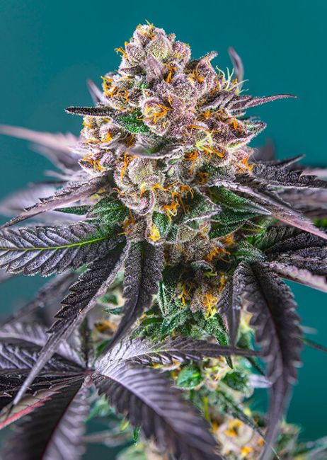 Sweet Seeds Red Strawberry Banana Auto Feminised Seeds