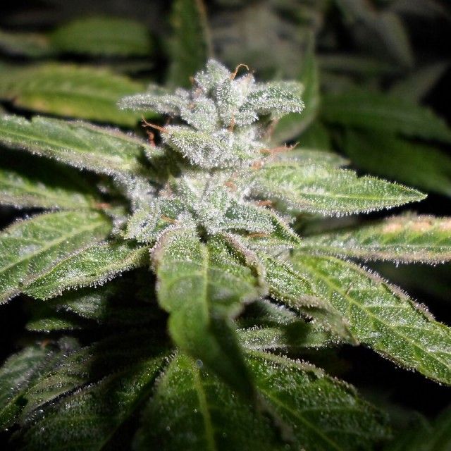 Pheno Finder Seeds Fromage Blue Feminised Seeds