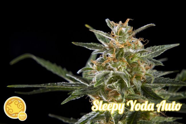 Philosopher Seeds Sleepy Yoda Auto Feminised Seeds