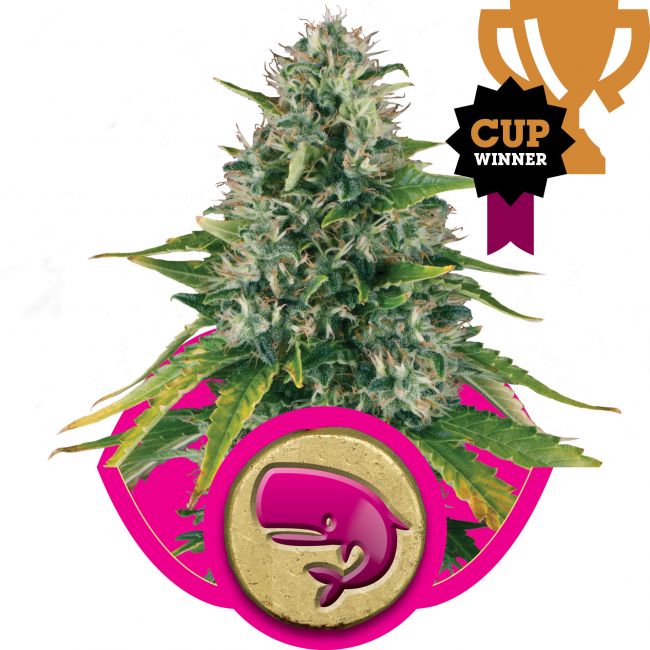 Royal Queen Seeds Royal Moby Feminised Seeds