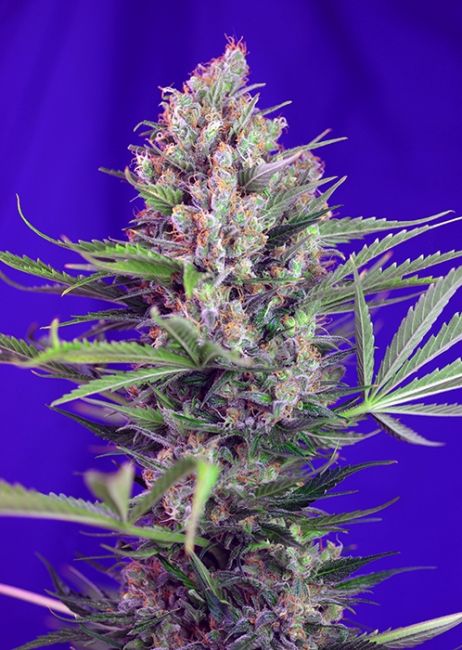 Sweet Seeds Cream Mandarine F1 FAST Version Feminised Seeds