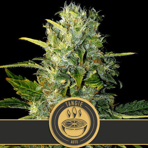 Blimburn Seeds Tangie Auto Feminised Seeds