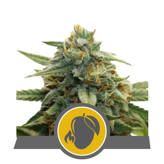 Royal Queen Seeds Mango Crunch Regular Seeds