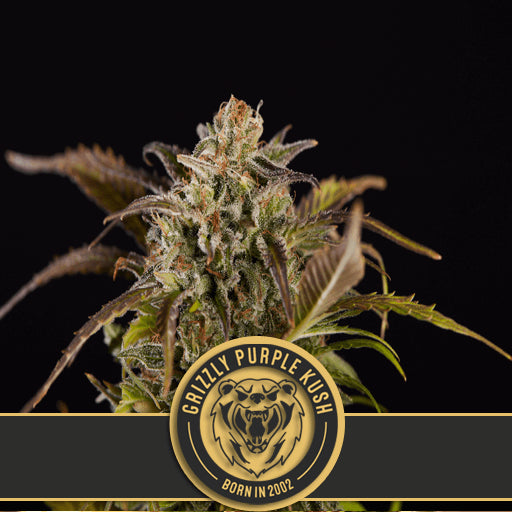 Blimburn Seeds Grizzly Purple Kush Feminised Seeds