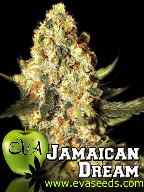 Eva Seeds Jamaican Dream Feminised Seeds - 3+